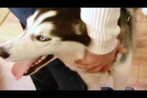 18Funniest DOGS & Cutest PUPPIES! Best DOGS Compilation This video is a compilation of the funniest
