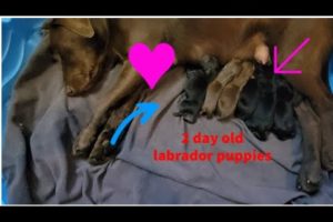 2 day old Labrador puppies - THE CUTEST PUPPIES IN THE WORLD ❤️