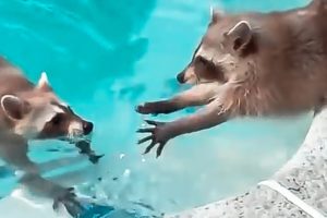 30 ANIMALS SAVING EACH OTHER