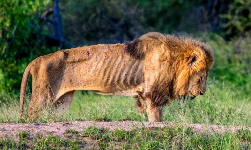 30 Animals That Asked People For Help & Kindness !