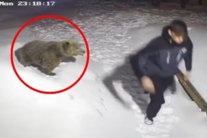 30 Scariest Bear Encounters of the Year (Part 2)