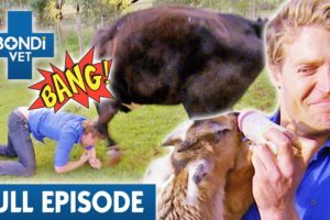 'All Hell Breaks Loose' at Animal Rescue Farm 🐮 | Best of Bondi Vet Ep 13 | Bondi Vet Full Episode