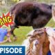 'All Hell Breaks Loose' at Animal Rescue Farm 🐮 | Best of Bondi Vet Ep 13 | Bondi Vet Full Episode