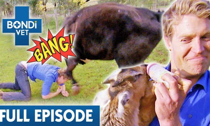 'All Hell Breaks Loose' at Animal Rescue Farm 🐮 | Best of Bondi Vet Ep 13 | Bondi Vet Full Episode