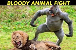 5 Craziest Animal Fights of All Time 2022
