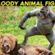 5 Craziest Animal Fights of All Time 2022