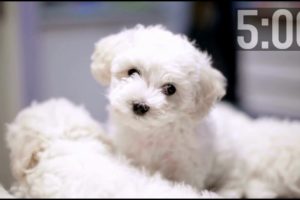 5 Minute Countdown Timer | Cutest Puppies | Adorable Dogs