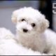 5 Minute Countdown Timer | Cutest Puppies | Adorable Dogs