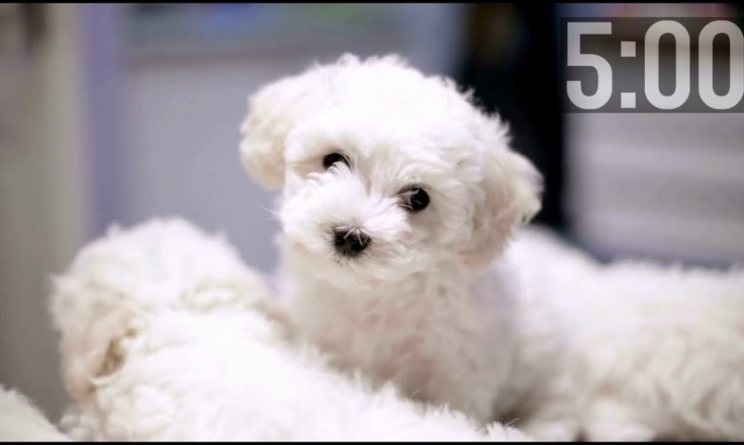 5 Minute Countdown Timer | Cutest Puppies | Adorable Dogs