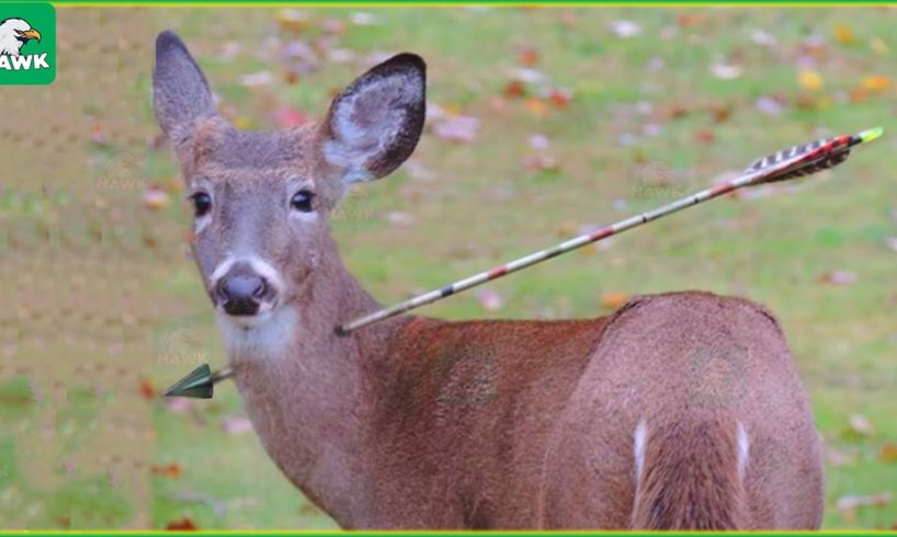 50 Terrifying Moments When Deer and Animal Fights For Life