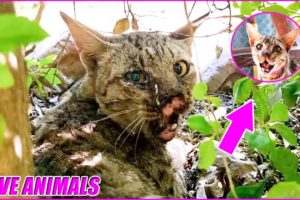 6 Heartbreaking Animal Rescues | animal ask for help | OXPV
