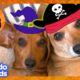 60 Minutes Of The Most PERFECT Halloween Animals | Dodo Kids | 1 Hour Of Animal Videos For Kids