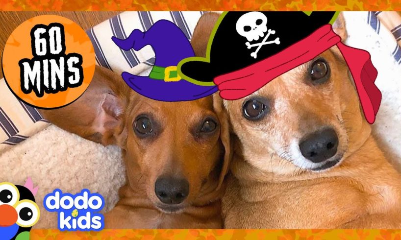 60 Minutes Of The Most PERFECT Halloween Animals | Dodo Kids | 1 Hour Of Animal Videos For Kids
