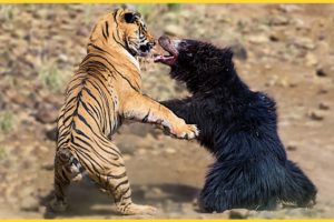 8 Deadly Battles Of The Natural World's Most Ferocious Animals | Animal Fights