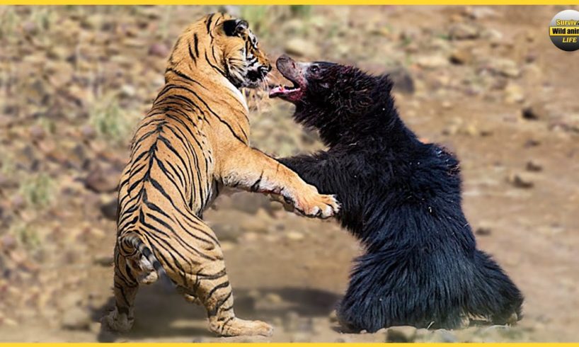 8 Deadly Battles Of The Natural World's Most Ferocious Animals | Animal Fights