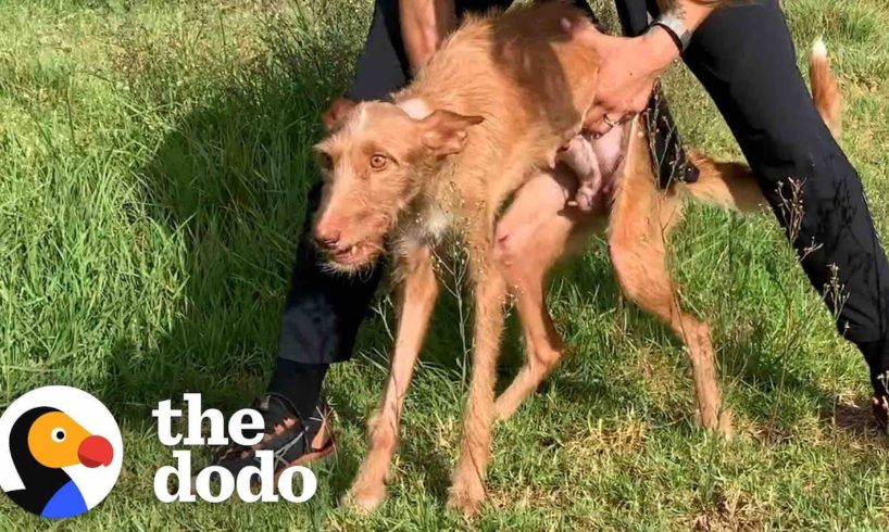 A Hunter Didn't Want Her Anymore Because She was Paralyzed | The Dodo