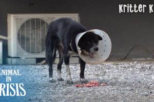 A Stray Dog Reappeared With A Cone l Animal in Crisis Ep 348