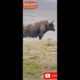 A biggest wild yak is walking on the mountain. #biganimals #yak #animals #shorts #wild