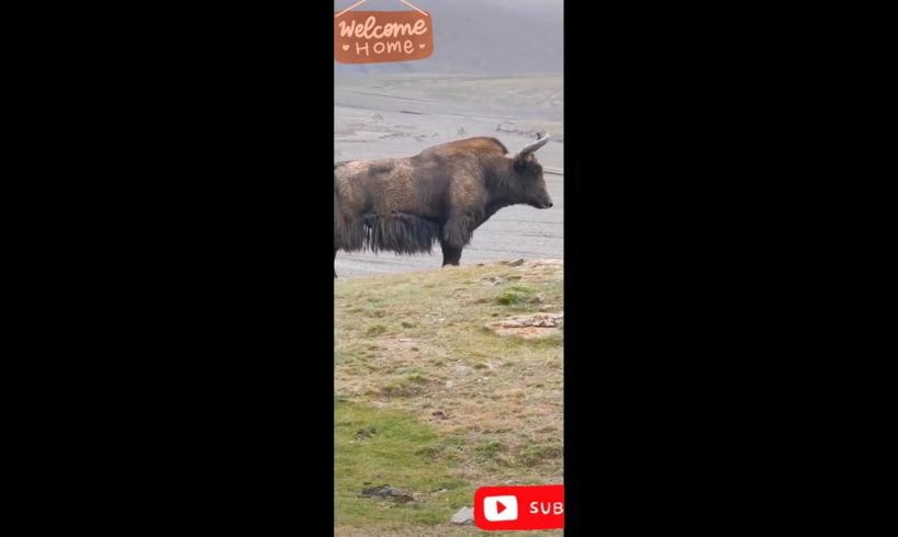 A biggest wild yak is walking on the mountain. #biganimals #yak #animals #shorts #wild