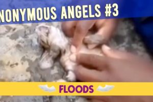 AA#3 - 9 animal rescues from water and flooding