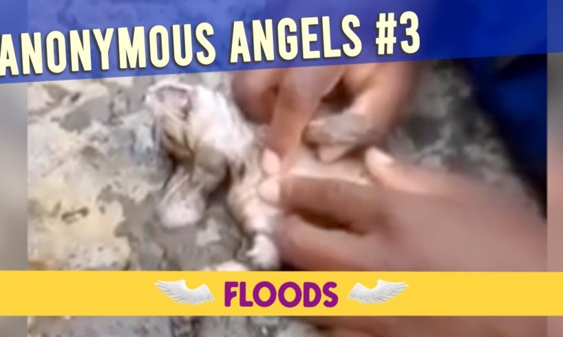 AA#3 - 9 animal rescues from water and flooding