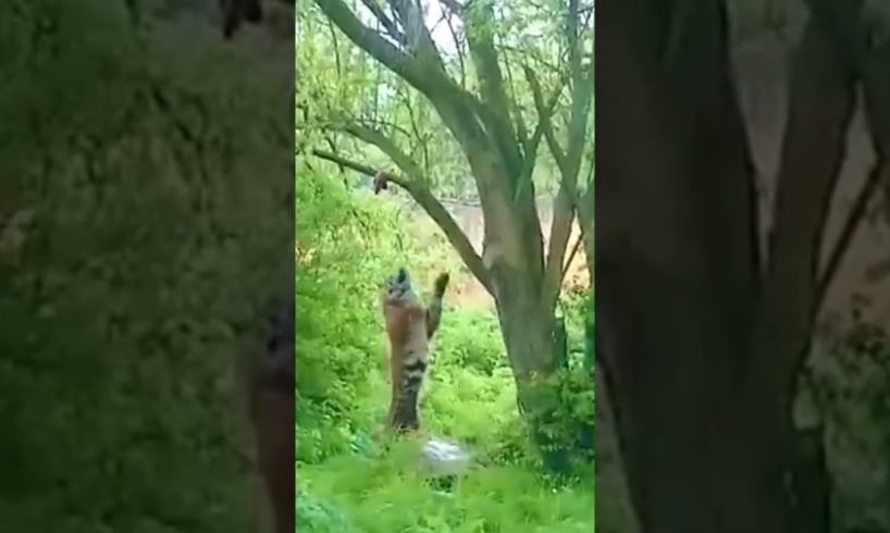 AMAZING TIGER JUMP/WILD ANIMALS ATTACKS COMPILATION