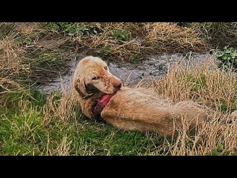 Abandoned hunting dog was found in horrible condition. Her body started rotting.