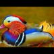 Adorable Animals And Birds Playing In The Cute Little Farm Include Different Animals And Birds