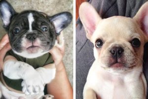 🥰 Adorable Bulldogs Make You Happy Every Day 🐶!  Cutest Puppies