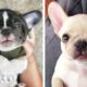🥰 Adorable Bulldogs Make You Happy Every Day 🐶!  Cutest Puppies