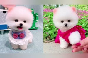 Adorable Cute Puppies Video ## ❣️❣️