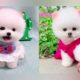Adorable Cute Puppies Video ## ❣️❣️