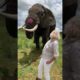 Adorable Elephant Pranks Human! #Shorts