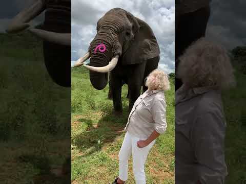 Adorable Elephant Pranks Human! #Shorts