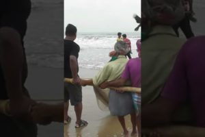 Amazing Fish Catching | Digha Sea Beach , West Bengal #shorts #ashortaday #netfishing