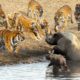 Amazing Moments Of Wild Animals 2022 - Epic Animals Fights Caught on Camera #2