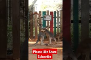 Amazing animals kangaroo playing video #youtubeshorts #youtubeshorts#like #share #shorts #subscribe