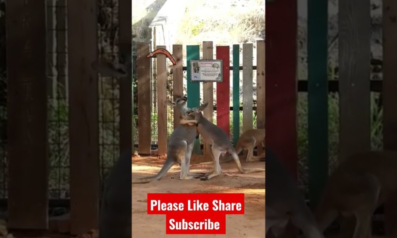Amazing animals kangaroo playing video #youtubeshorts #youtubeshorts#like #share #shorts #subscribe