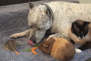 Amazing interspecies FRiENDS: Cat, rabbit, guinea pig and dog pit bull SHARKY. HelensPets.com