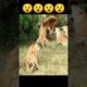Amazing lion Fights  #shorts #viral #viralshorts #youtubeshorts