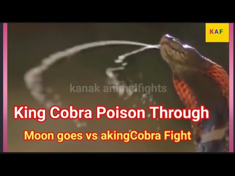 America Wild Animal Amezing Fights Kingcobra Vs moongoes And Authre Animals Fights