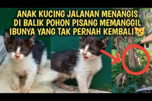 Anak Kucing Jalanan Menangis Di Balik Pohon Pisang Menanti Ibunya Yang Tak Pernah Kembali