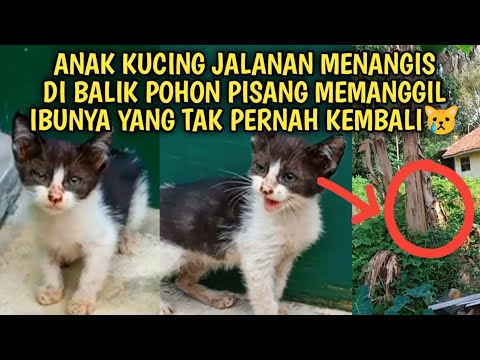 Anak Kucing Jalanan Menangis Di Balik Pohon Pisang Menanti Ibunya Yang Tak Pernah Kembali