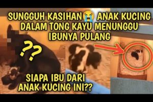 Anak Kucing Jalanan dalam Tong Kayu Menunggu Ibunya Pulang Siapa Ibu Kucing ini? Video Sedih Kucing