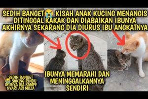 Anak Kucing Menangis Sedih Ditinggal Ibu dan Saudaranya Akhirnya Ada Ibu Angkat | Video Sedih Kucing