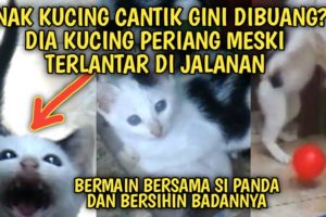 Anak Kucing Tanpa Kasih Sayang Ibu Tetap Ceria Bermain Bola Bersama | Video Sedih Kucing Jalanan