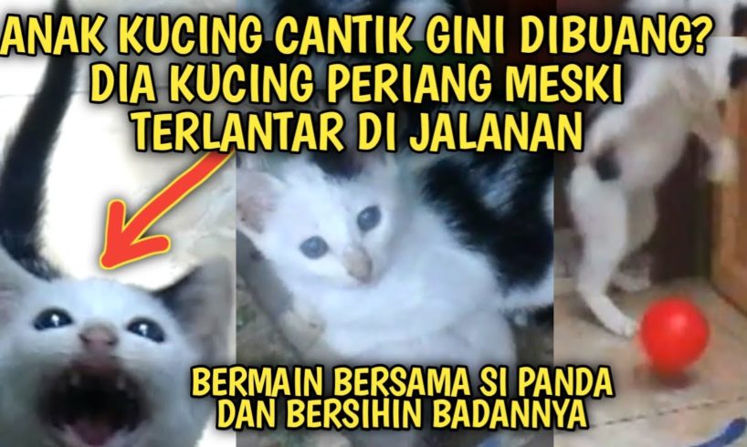 Anak Kucing Tanpa Kasih Sayang Ibu Tetap Ceria Bermain Bola Bersama | Video Sedih Kucing Jalanan