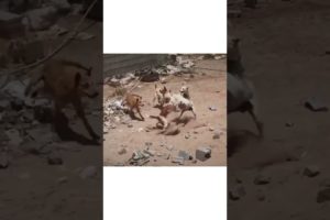 Angry dogs fight #dogs #dog #doglover #animals #animal#animallover#dogfight#animalshorts #dogshorts