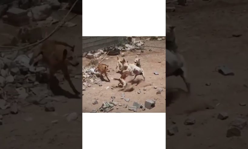 Angry dogs fight #dogs #dog #doglover #animals #animal#animallover#dogfight#animalshorts #dogshorts