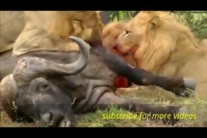 Animal Fights - Niesamowite Bitwy i ataki dzikich zwierząt #7